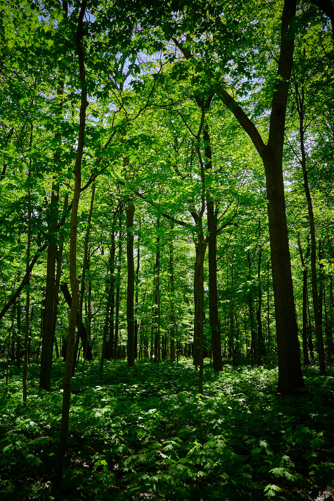 A lush green forest with sunlight filtering through the canopy.